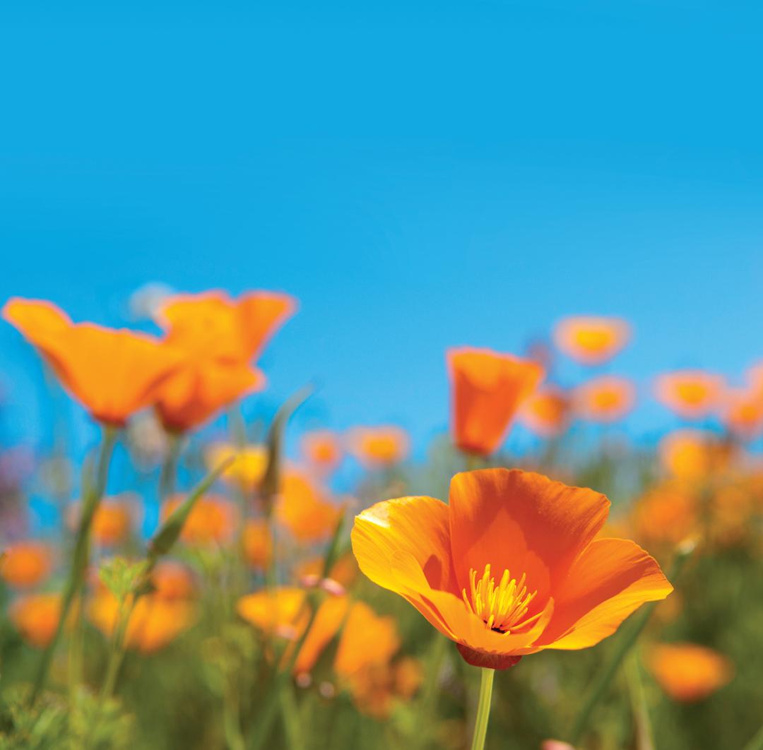 Flowers in a field